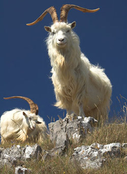 Кашмирские козы