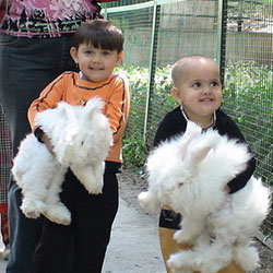 Giant Angora