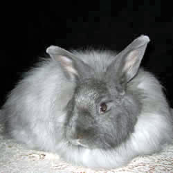 French Angora