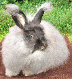 German Angora